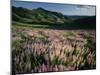 Lupine, Humboldt National Forest, Jarbridge Wilderness and Mountains, Nevada, USA-Scott T. Smith-Mounted Photographic Print