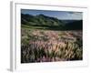 Lupine, Humboldt National Forest, Jarbridge Wilderness and Mountains, Nevada, USA-Scott T. Smith-Framed Photographic Print