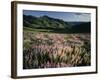 Lupine, Humboldt National Forest, Jarbridge Wilderness and Mountains, Nevada, USA-Scott T. Smith-Framed Photographic Print