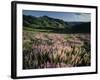 Lupine, Humboldt National Forest, Jarbridge Wilderness and Mountains, Nevada, USA-Scott T. Smith-Framed Photographic Print