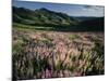 Lupine, Humboldt National Forest, Jarbridge Wilderness and Mountains, Nevada, USA-Scott T. Smith-Mounted Photographic Print