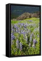 Lupine in the Bald Hills of the Redwoods National Park-Terry Eggers-Framed Stretched Canvas