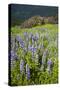 Lupine in the Bald Hills of the Redwoods National Park-Terry Eggers-Stretched Canvas