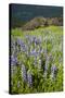 Lupine in the Bald Hills of the Redwoods National Park-Terry Eggers-Stretched Canvas