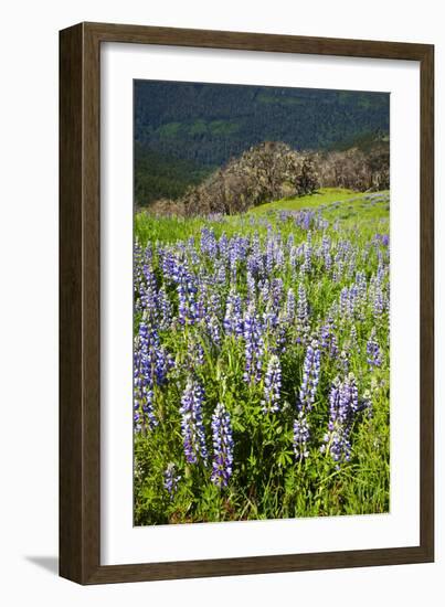 Lupine in the Bald Hills of the Redwoods National Park-Terry Eggers-Framed Photographic Print