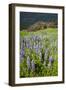 Lupine in the Bald Hills of the Redwoods National Park-Terry Eggers-Framed Photographic Print