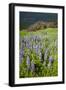 Lupine in the Bald Hills of the Redwoods National Park-Terry Eggers-Framed Photographic Print