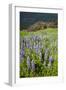 Lupine in the Bald Hills of the Redwoods National Park-Terry Eggers-Framed Photographic Print