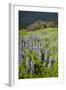 Lupine in the Bald Hills of the Redwoods National Park-Terry Eggers-Framed Photographic Print