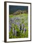 Lupine in the Bald Hills of the Redwoods National Park-Terry Eggers-Framed Photographic Print