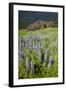 Lupine in the Bald Hills of the Redwoods National Park-Terry Eggers-Framed Photographic Print