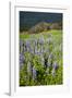 Lupine in the Bald Hills of the Redwoods National Park-Terry Eggers-Framed Photographic Print