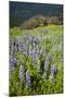 Lupine in the Bald Hills of the Redwoods National Park-Terry Eggers-Mounted Photographic Print