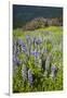 Lupine in the Bald Hills of the Redwoods National Park-Terry Eggers-Framed Photographic Print