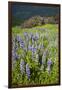 Lupine in the Bald Hills of the Redwoods National Park-Terry Eggers-Framed Photographic Print