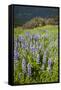 Lupine in the Bald Hills of the Redwoods National Park-Terry Eggers-Framed Stretched Canvas