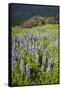 Lupine in the Bald Hills of the Redwoods National Park-Terry Eggers-Framed Stretched Canvas