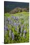 Lupine in the Bald Hills of the Redwoods National Park-Terry Eggers-Stretched Canvas