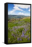 Lupine in the Bald Hills of the Redwoods National Park-Terry Eggers-Framed Stretched Canvas