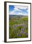 Lupine in the Bald Hills of the Redwoods National Park-Terry Eggers-Framed Photographic Print