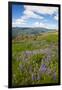 Lupine in the Bald Hills of the Redwoods National Park-Terry Eggers-Framed Photographic Print