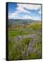 Lupine in the Bald Hills of the Redwoods National Park-Terry Eggers-Framed Stretched Canvas