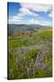 Lupine in the Bald Hills of the Redwoods National Park-Terry Eggers-Stretched Canvas