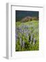 Lupine in the Bald Hills of the Redwoods National Park-Terry Eggers-Framed Photographic Print