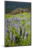 Lupine in the Bald Hills of the Redwoods National Park-Terry Eggers-Mounted Photographic Print