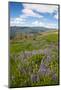 Lupine in the Bald Hills of the Redwoods National Park-Terry Eggers-Mounted Photographic Print