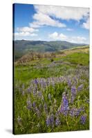 Lupine in the Bald Hills of the Redwoods National Park-Terry Eggers-Stretched Canvas