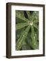 Lupine leaves and raindrops, Olympic National Park, Washington State-Adam Jones-Framed Photographic Print