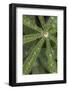 Lupine leaves and raindrops, Olympic National Park, Washington State-Adam Jones-Framed Photographic Print