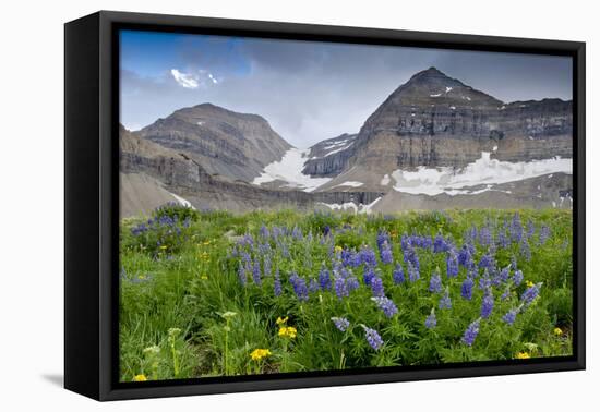 Lupine, Lupinus, Mount Timpanogos. Uinta-Wasatch-Cache Nf-Howie Garber-Framed Stretched Canvas