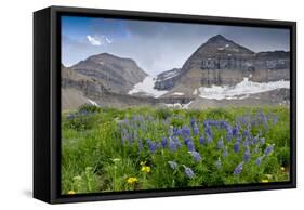 Lupine, Lupinus, Mount Timpanogos. Uinta-Wasatch-Cache Nf-Howie Garber-Framed Stretched Canvas