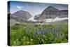 Lupine, Lupinus, Mount Timpanogos. Uinta-Wasatch-Cache Nf-Howie Garber-Stretched Canvas
