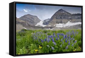 Lupine, Lupinus, Mount Timpanogos. Uinta-Wasatch-Cache Nf-Howie Garber-Framed Stretched Canvas