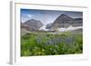 Lupine, Lupinus, Mount Timpanogos. Uinta-Wasatch-Cache Nf-Howie Garber-Framed Photographic Print