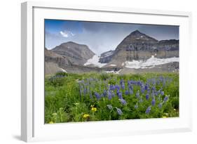 Lupine, Lupinus, Mount Timpanogos. Uinta-Wasatch-Cache Nf-Howie Garber-Framed Photographic Print