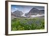 Lupine, Lupinus, Mount Timpanogos. Uinta-Wasatch-Cache Nf-Howie Garber-Framed Photographic Print