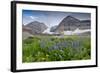 Lupine, Lupinus, Mount Timpanogos. Uinta-Wasatch-Cache Nf-Howie Garber-Framed Photographic Print