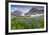 Lupine, Lupinus, Mount Timpanogos. Uinta-Wasatch-Cache Nf-Howie Garber-Framed Photographic Print