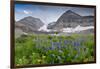 Lupine, Lupinus, Mount Timpanogos. Uinta-Wasatch-Cache Nf-Howie Garber-Framed Photographic Print