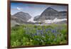 Lupine, Lupinus, Mount Timpanogos. Uinta-Wasatch-Cache Nf-Howie Garber-Framed Photographic Print