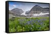 Lupine, Lupinus, Mount Timpanogos. Uinta-Wasatch-Cache Nf-Howie Garber-Framed Stretched Canvas