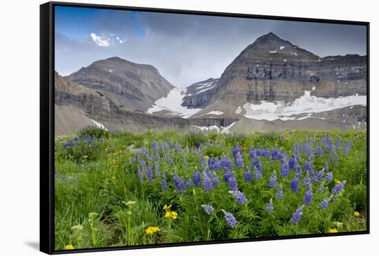 Lupine, Lupinus, Mount Timpanogos. Uinta-Wasatch-Cache Nf-Howie Garber-Framed Stretched Canvas