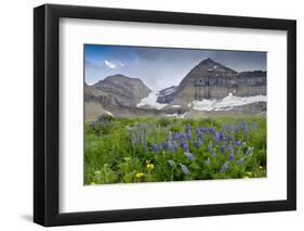 Lupine, Lupinus, Mount Timpanogos. Uinta-Wasatch-Cache Nf-Howie Garber-Framed Photographic Print