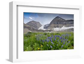 Lupine, Lupinus, Mount Timpanogos. Uinta-Wasatch-Cache Nf-Howie Garber-Framed Photographic Print