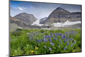 Lupine, Lupinus, Mount Timpanogos. Uinta-Wasatch-Cache Nf-Howie Garber-Mounted Photographic Print