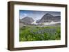 Lupine, Lupinus, Mount Timpanogos. Uinta-Wasatch-Cache Nf-Howie Garber-Framed Premium Photographic Print